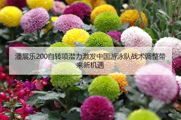 潘展乐200自转项潜力激发中国游泳队战术调整带来新机遇