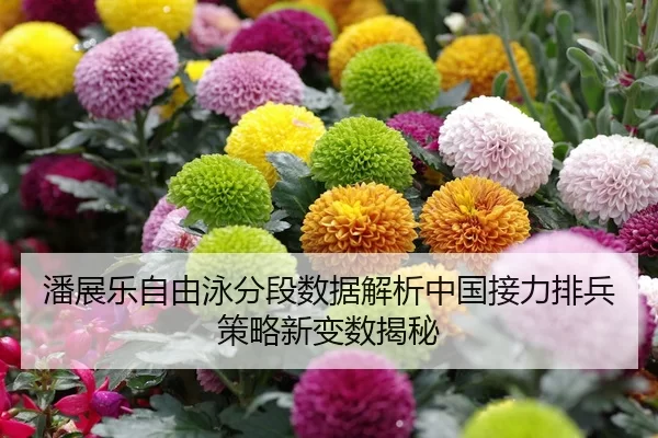 潘展乐自由泳分段数据解析中国接力排兵策略新变数揭秘